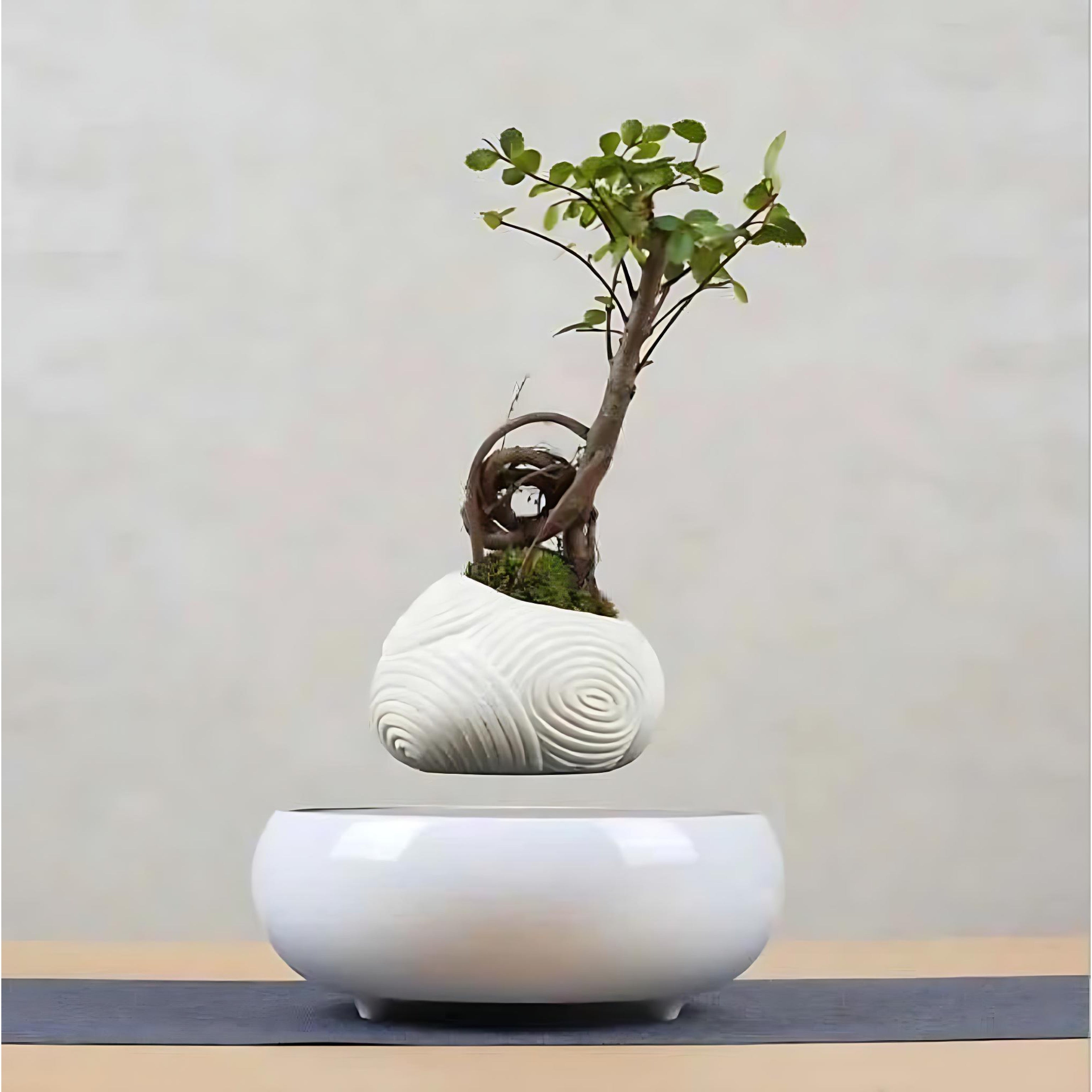 Side view of a levitating bonsai tree above a magnetic round base