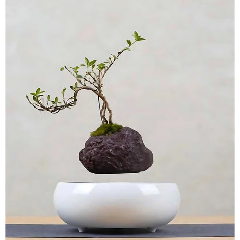 Bonsai plant in stone-texture floating planter above a magnetic base