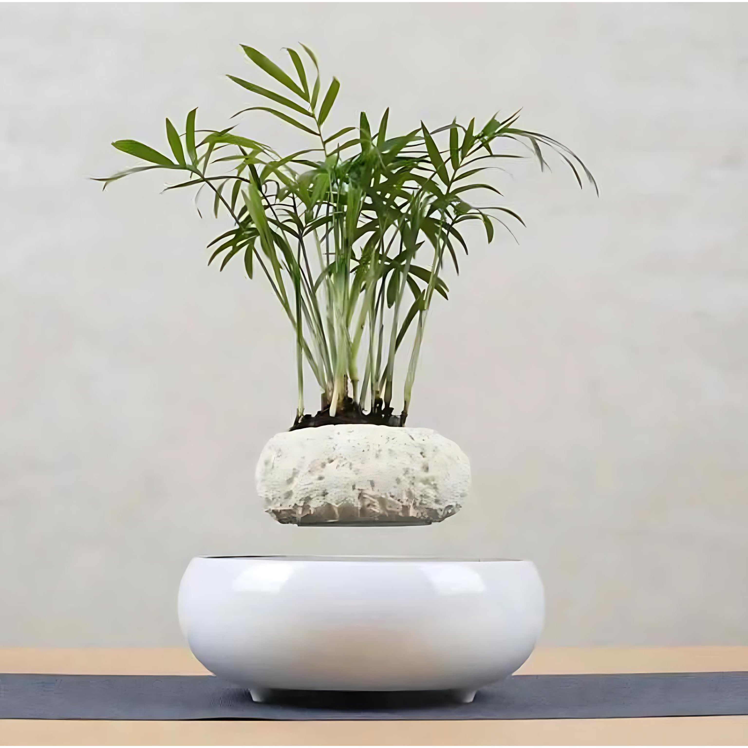 White magnetic levitating planter holding a tall green plant above a round base
