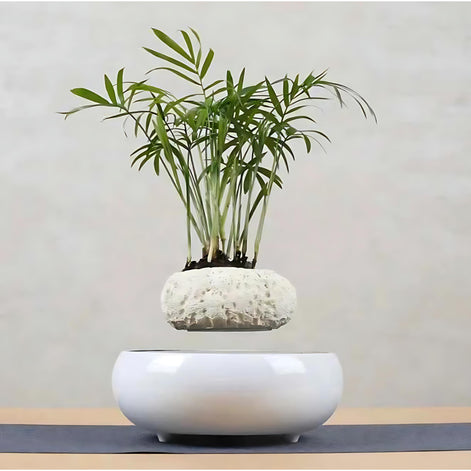 White magnetic levitating planter holding a tall green plant above a round base