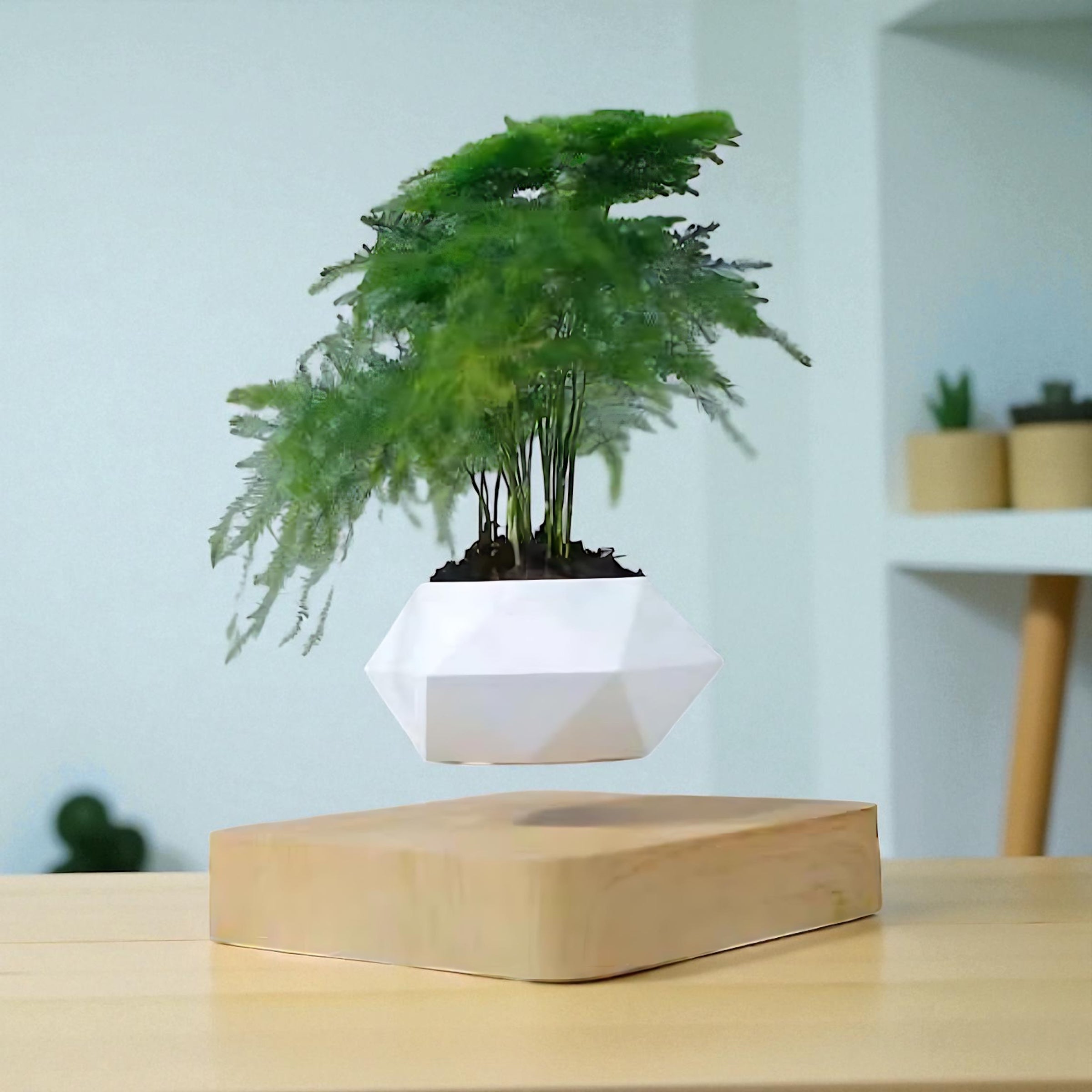 Magnetic planter levitating with lush fern plant above a light wood base