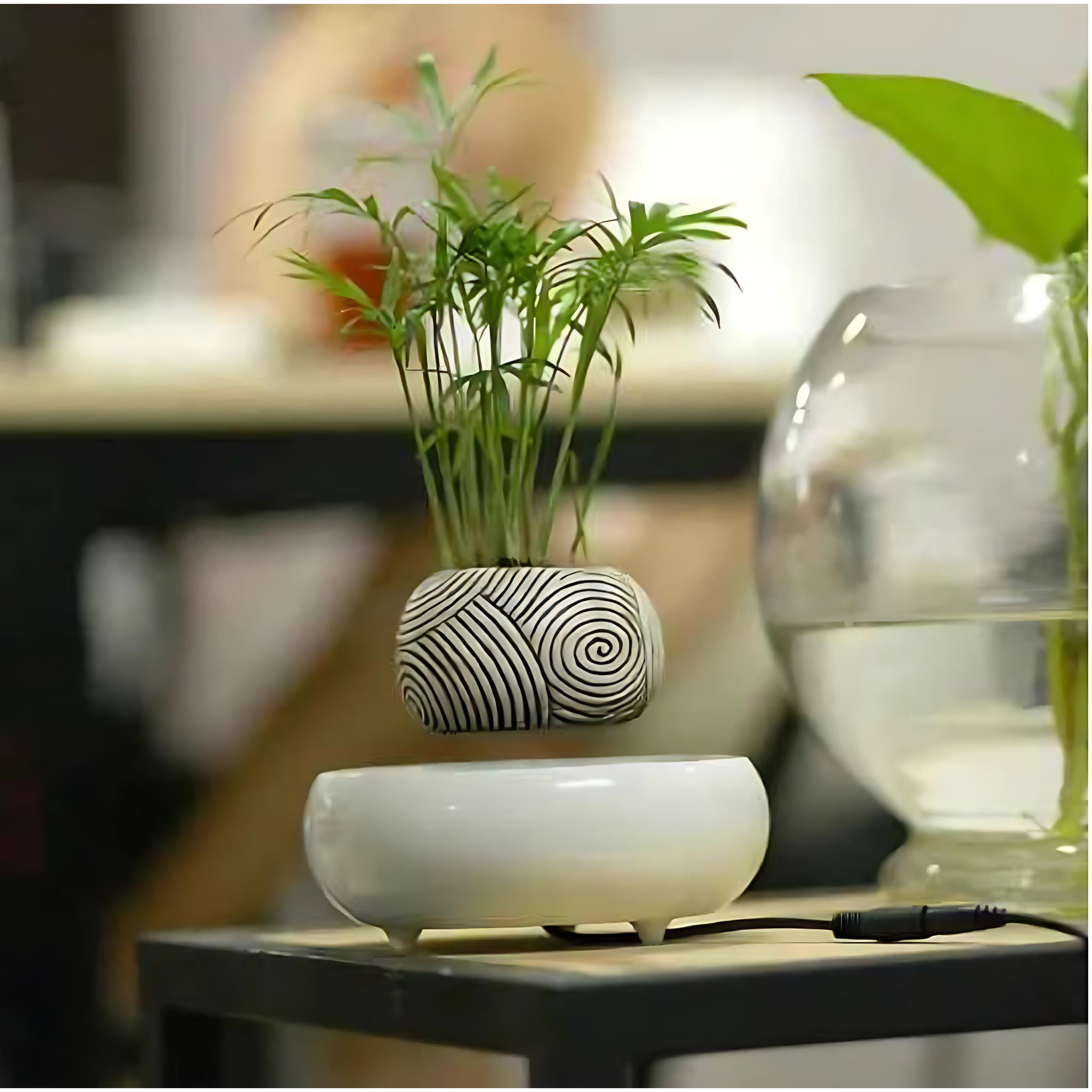 White levitating planter holding tall plant used as modern café decoration